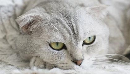 开云app下载-沃尔夫斯堡阵痛调整，外援连环伤退成大问题，沃尔夫斯堡转会消息