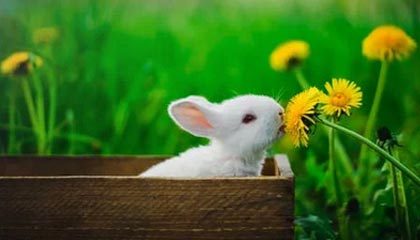 开云app下载-沃尔夫斯堡阵痛调整，外援连环伤退成大问题，沃尔夫斯堡转会消息